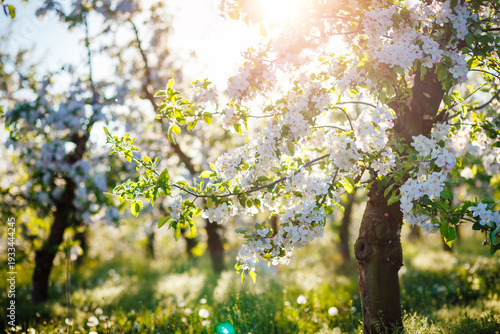 A splendid ornamental garden with lush flowering trees on a sunny day.
