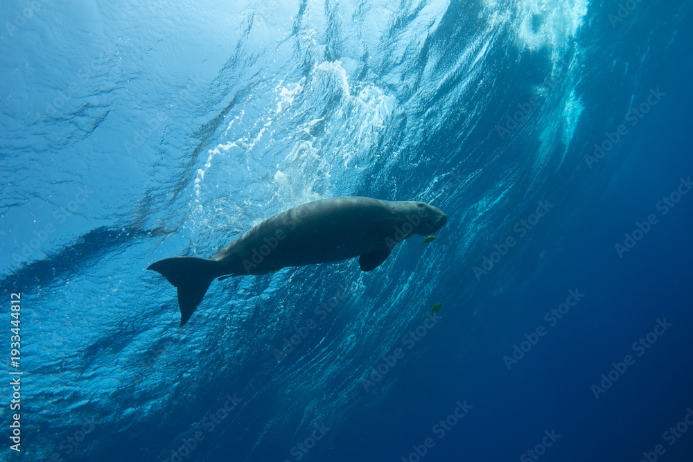 Fototapeta premium Dugong against the sea surface, viewed from below