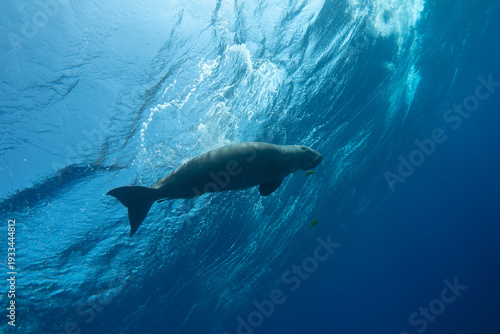 Dugong against the sea surface, viewed from below