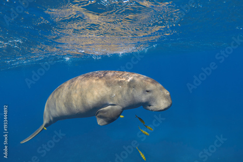 Dugong (Dugong dugon) underwater. Sea cow in the blue sea.