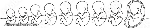 A series of illustrations showing the development of a human fetus from early stages to full term.