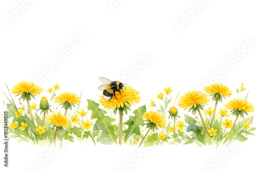 A watercolor illustration of yellow dandelions A bumblebee striped body is perched on one of the dandelion flowers