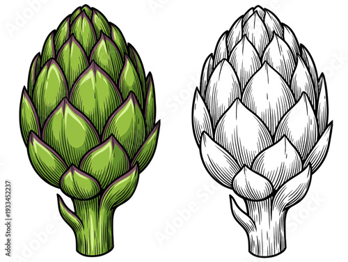 Illustration of a green artichoke and its outline viewed from the side