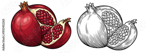 Illustration of a pomegranate cut open to reveal its seeds, presented in both colored and sketched versions.