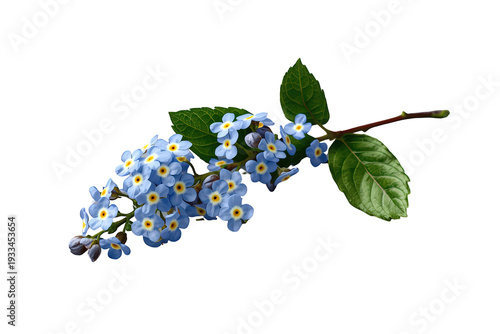 Delicate blue forget-me-not flowers blooming on a stem, symbolizing remembrance and love, isolated with transparency