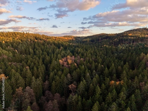 Принти на полотні drones provide comprehensive mapping of pine forests to assist responsible harve