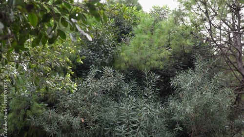 Various sorts of evergreen Mediterranean trees. Winter season.