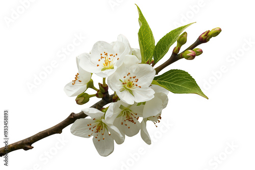 Cherry tree branch blooming with white flowers and green leaves in spring, transparent background for easy use