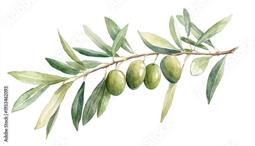 Wallpaper Mural Olive branch with ripe green olives surrounded by lush leaves in a beautifully detailed watercolor illustration Torontodigital.ca