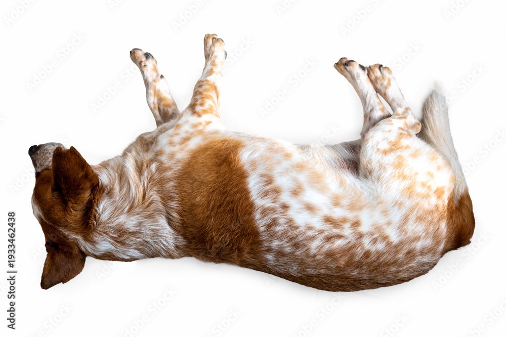 Obraz premium A brown and white spotted dog lies playfully on its back with legs in the air. Studio shot against a clean white background.