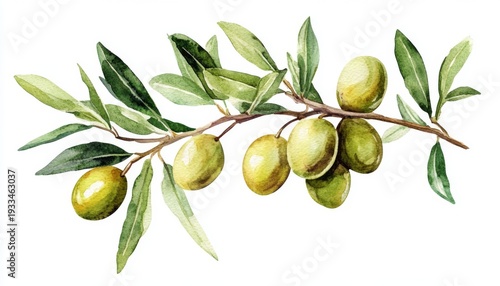 Wallpaper Mural Olive branch with ripe green olives and vibrant leaves captured in a detailed watercolor illustration Torontodigital.ca