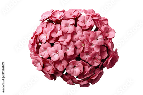 Pink phlox flowers blooming outdoors, showing vibrant petals and natural beauty on a transparent background