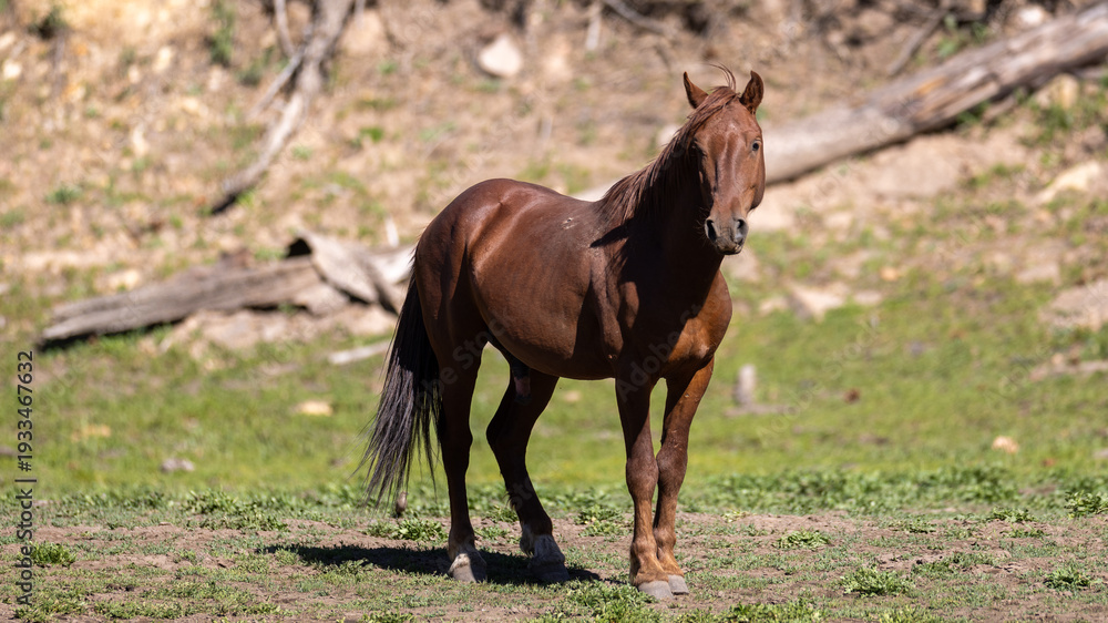 Fototapeta premium Bright Red Chestnut wild horse stallion near Black Canyon Lake in the Apache Sitgreaves National Forest near Heber Arizona United States
