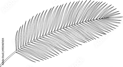 Minimalist Palm Leaf Vector Illustration, Black and White Tropical Nature Art

