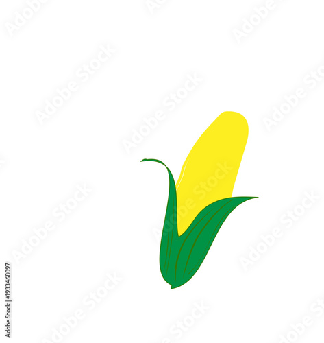 Corn Cob illustration, half husked