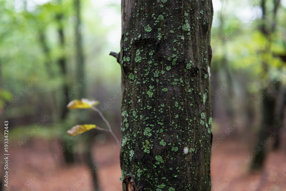 Obraz premium Close-up of tree trunk with green lichen, unfocused autumn forest in the background. Dark tree trunk speckled with green lichen in focus, unfocused lush forest with green and brown tones in the back.