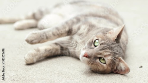 Video of a domestic cat relaxing and lying on the floor. Concept of domestic animals