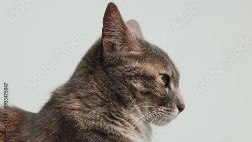 Video of gestures and attentive gaze of a domestic cat. Concept of domestic animals.