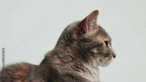 Video of gestures and attentive gaze of a domestic cat. Concept of domestic animals.