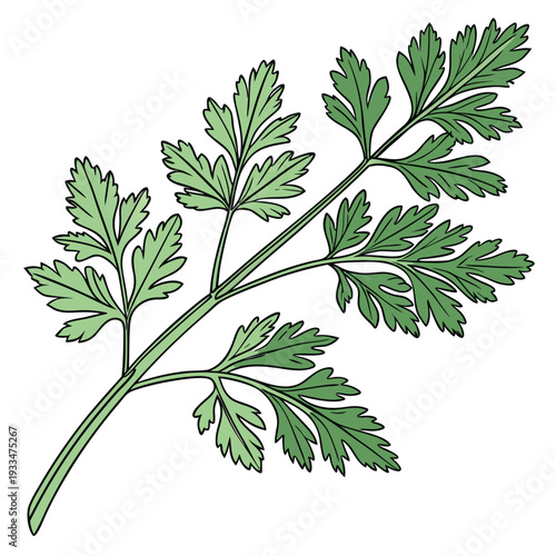 chervil leaves on white background