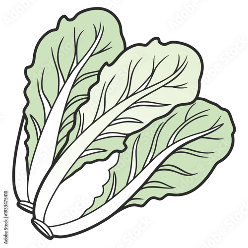 butterhead lettuce vector on white background