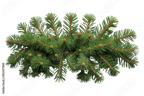 Spruce fir tree branches creating christmas frame border, winter evergreen conifer natural decoration, transparent background