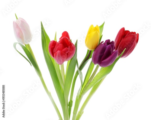 Beautiful colorful tulip flowers isolated on white