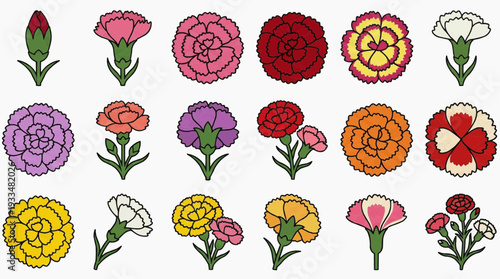 A diverse array of colorful carnation illustrations in various stages of bloom. Showcasing intricate details and vibrant hues