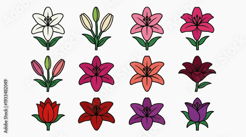 Elegant and vibrant lily flowers, arranged in a collection to create a beautiful floral design. The flowers are in various stages of bloom