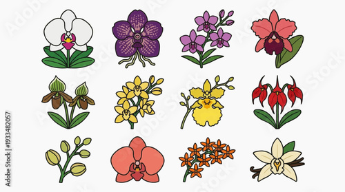 Illustration of a diverse collection of colorful orchids, featuring various shapes and hues