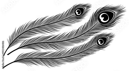 Peacock Feather Line Art Silhouette for Tattoo or Logo Design