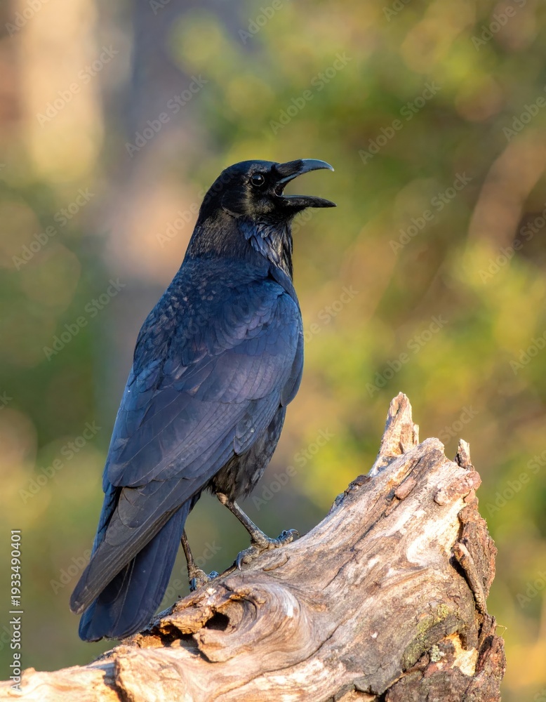Obraz premium Raven Perched on Mossy Stump at Sunset With Open Beak Wildlife Nature Portrait