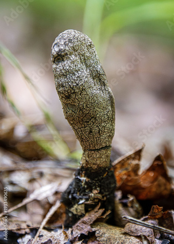 xylaria fungus single fruit body on decaying tree under leaf litter
