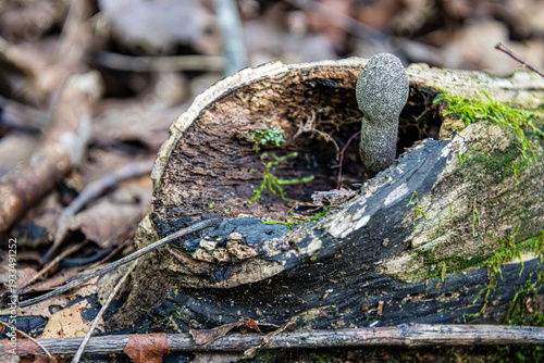 Canvas Print xylaria fungus single fruit body on decaying tree with string of moss
