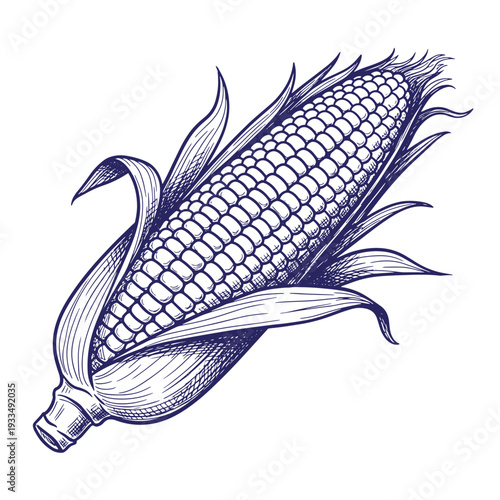 Blue of corn on the cob with husk partially removed navy blue white background