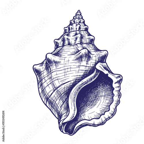 Large conch shell in dark blue on white background sea shell ocean marine