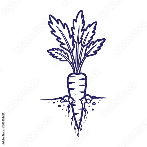 A single purple carrot with green leaves growing in the soil vegetable plant