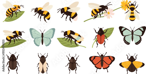 Insects Set with Bees Butterflies and Beetles on Leaves and Flowers Detailed Nature Wildlife Vector Illustration Collection