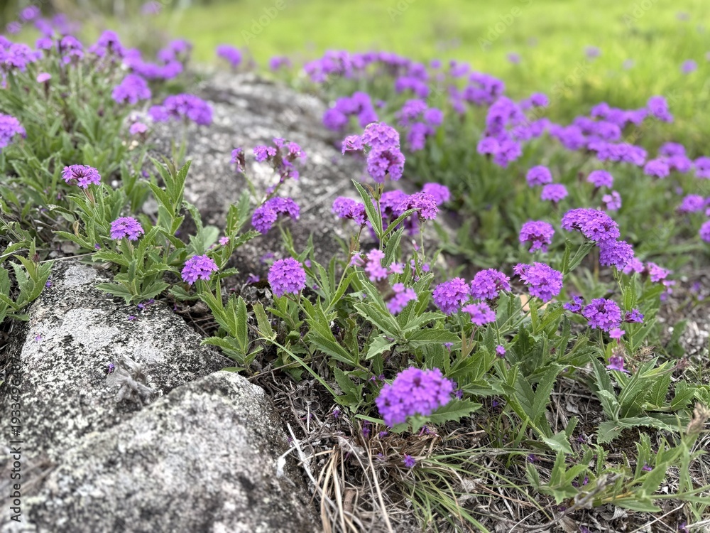 Obraz premium Purple flowering groundcover over granite rock in closeup