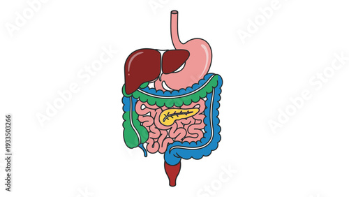 Detailed illustration of the human digestive system with labeled organs in vibrant colors on a white background.