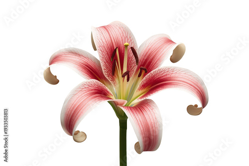 Pink lily flower blooming, showing delicate petals and rich botanical detail on transparent background