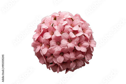 Spherical cluster of delicate pink hydrangea petals and flowers. Cut out blooming blossom on transparent background