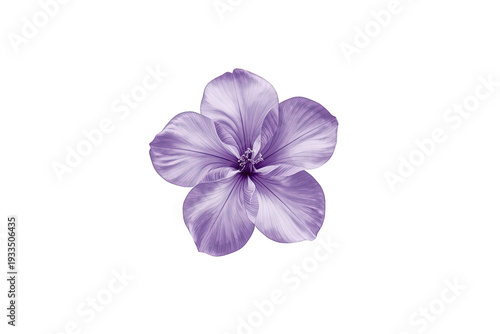 Purple hibiscus flower blooming, nature botanic spring blossom, isolated with transparent background