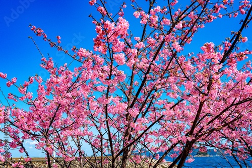 四浦半島の河津桜