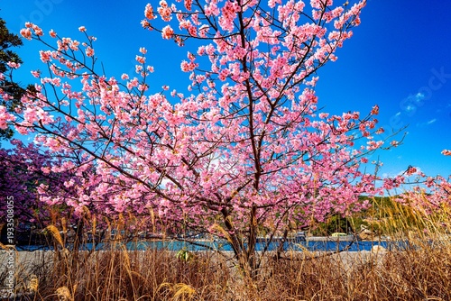 四浦半島の河津桜