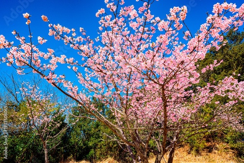 四浦半島の河津桜