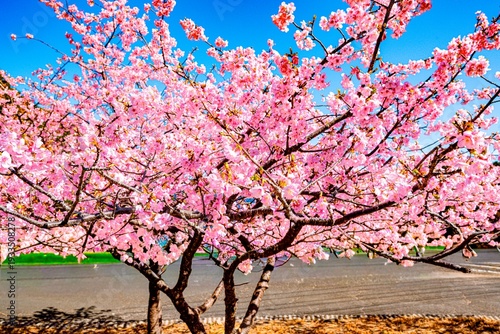 四浦半島の河津桜