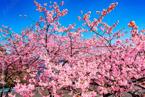 四浦半島の河津桜