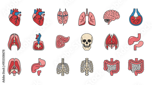 Illustrations of various human organs and a skull on a white background, including heart, brain, lungs, and digestive system.