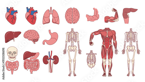 Detailed anatomical illustrations of human body parts and full body skeletons on a white background with a medical educational theme.
